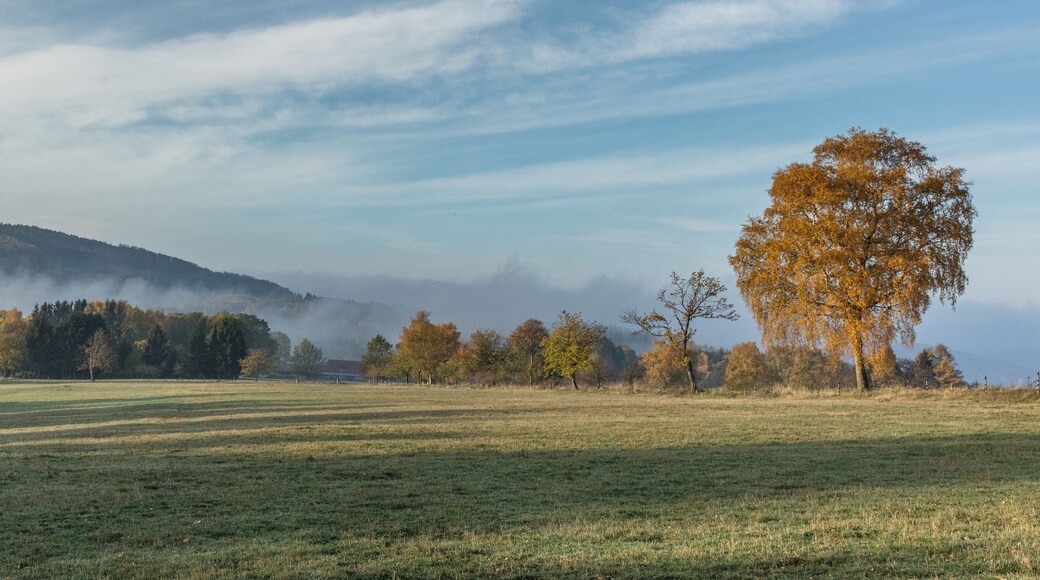 ليوتكيرش إم ألاجاو