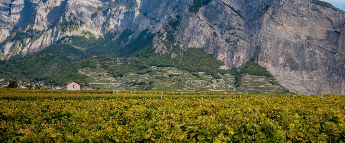 A vineyard in front of a mountain range with a small building in the foreground.