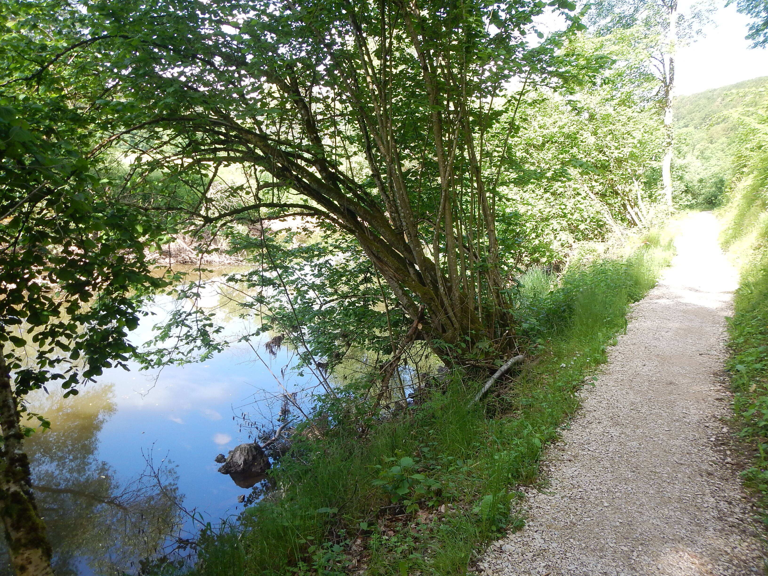 Donauversickerung bei Immendingen
