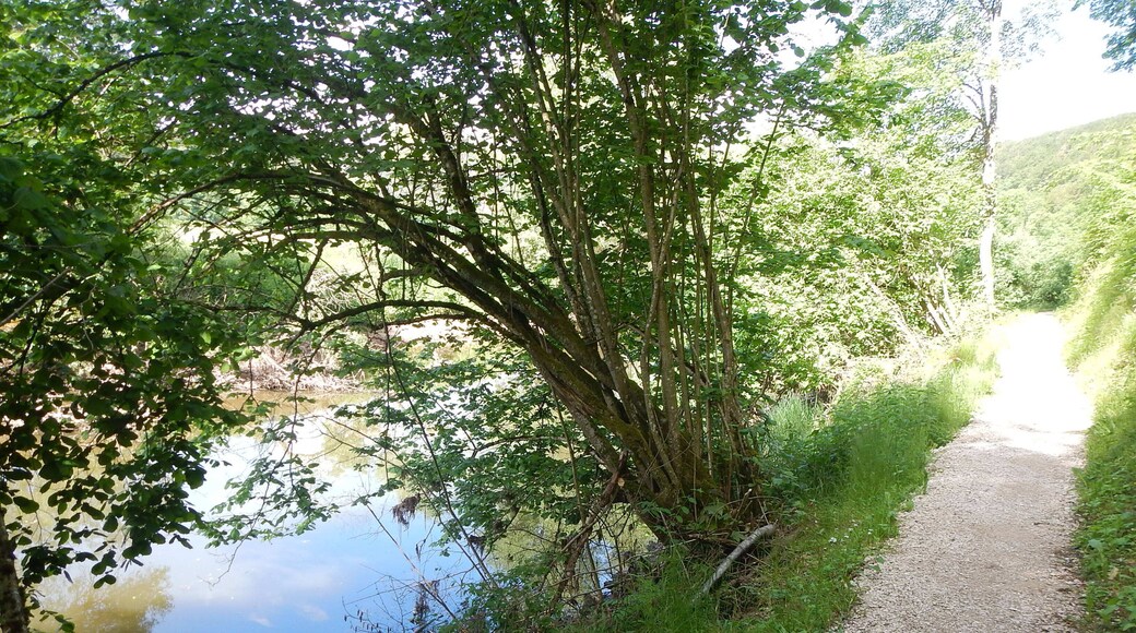 Donauversickerung bei Immendingen
