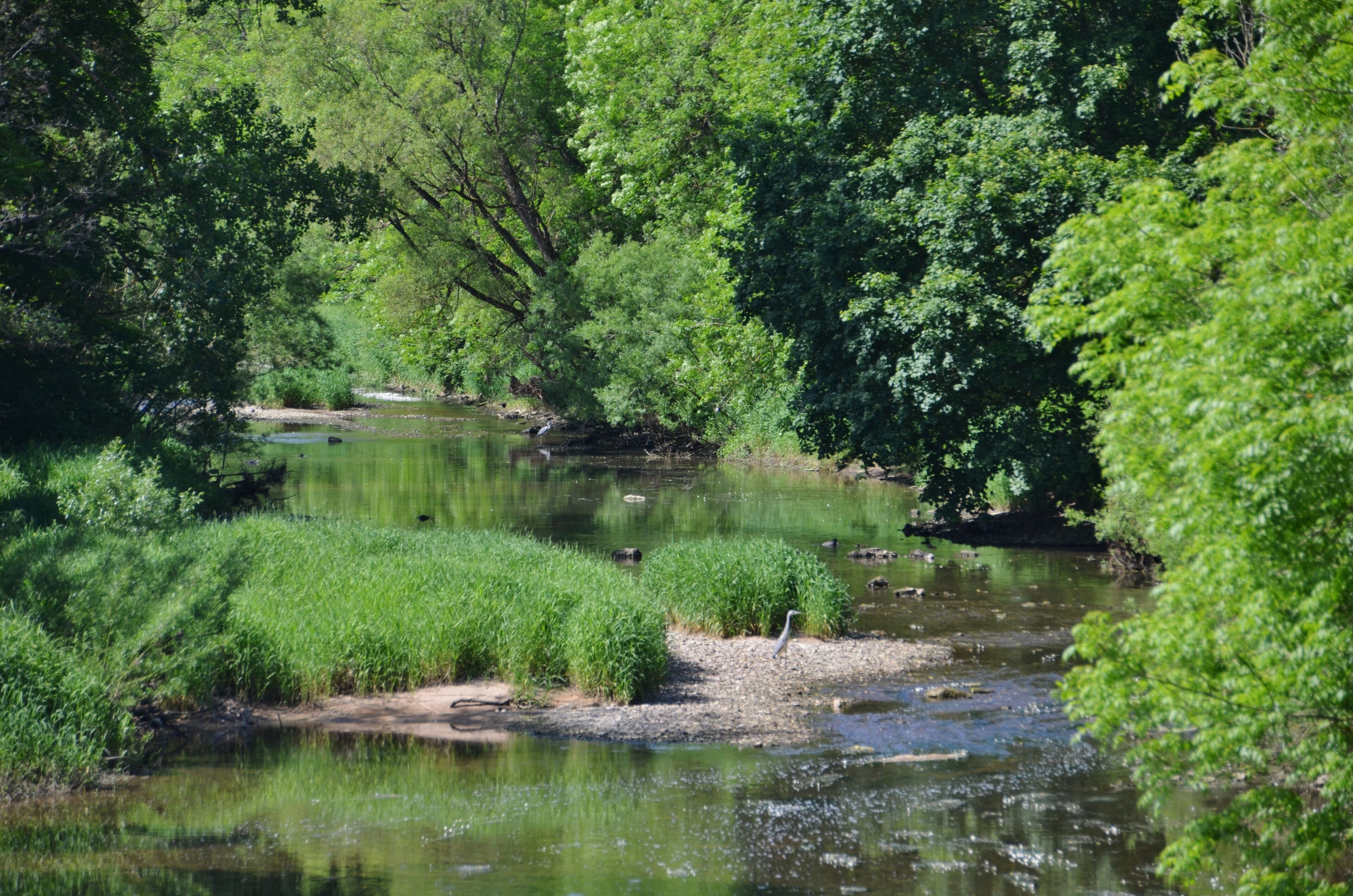 Donau bei Immendingen