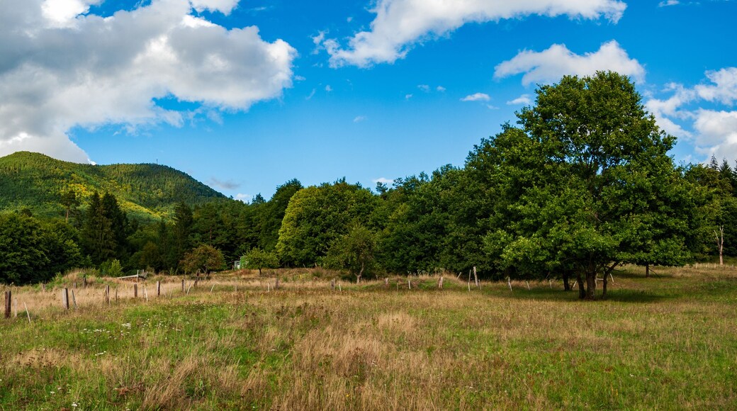 Un campo cubierto de hierba con árboles y una montaña al fondo.
