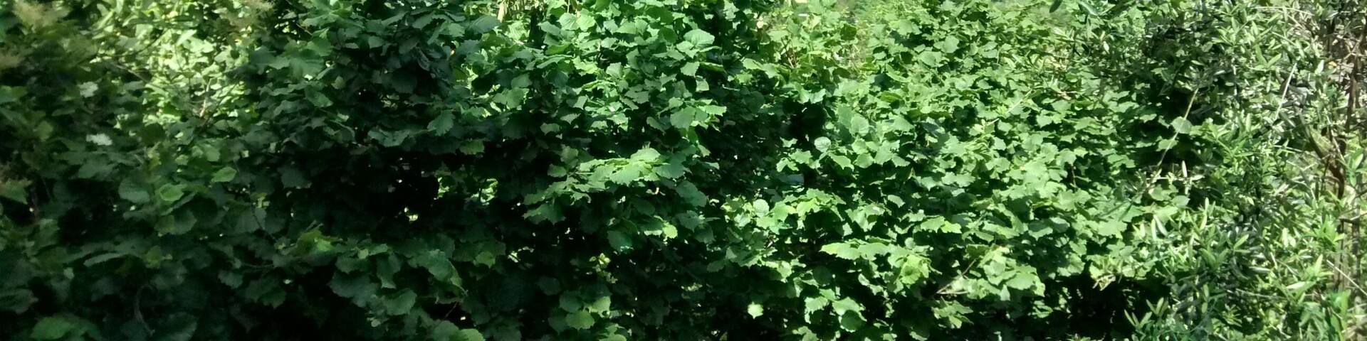 The authorisation for taking photos of this object was provided by the World Wide Fund for Nature Italy.