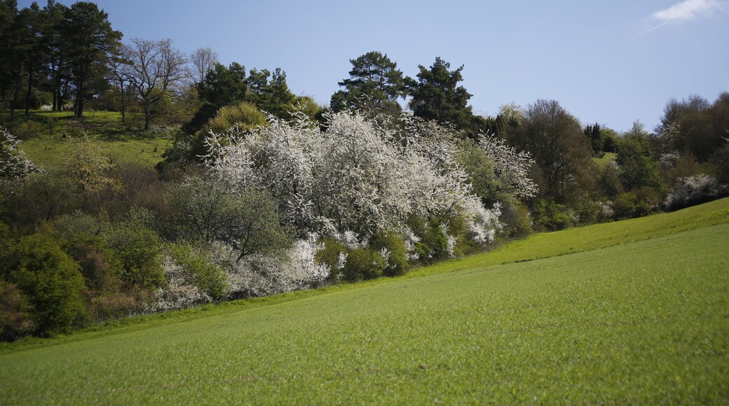 Flowering sloe bushes as typical specimen of the flora at the Western hillside of the part 'Fuchtberg' in the Daunengraben (down ditch) of the protected area 'Gültlinger und Holzbronner Heiden' to the North of Wildberg-Gültlingen. In the background a forest of pines, and at the right beyond the field - dry grassland. This combination is examplary for this protected area.