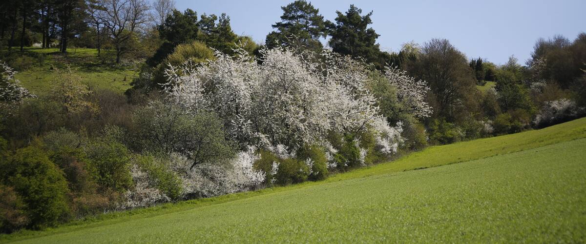 Flowering sloe bushes as typical specimen of the flora at the Western hillside of the part 'Fuchtberg' in the Daunengraben (down ditch) of the protected area 'Gültlinger und Holzbronner Heiden' to the North of Wildberg-Gültlingen. In the background a forest of pines, and at the right beyond the field - dry grassland. This combination is examplary for this protected area.