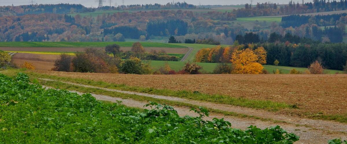 A rural landscape with fields, a dirt road, and power lines in the distance.