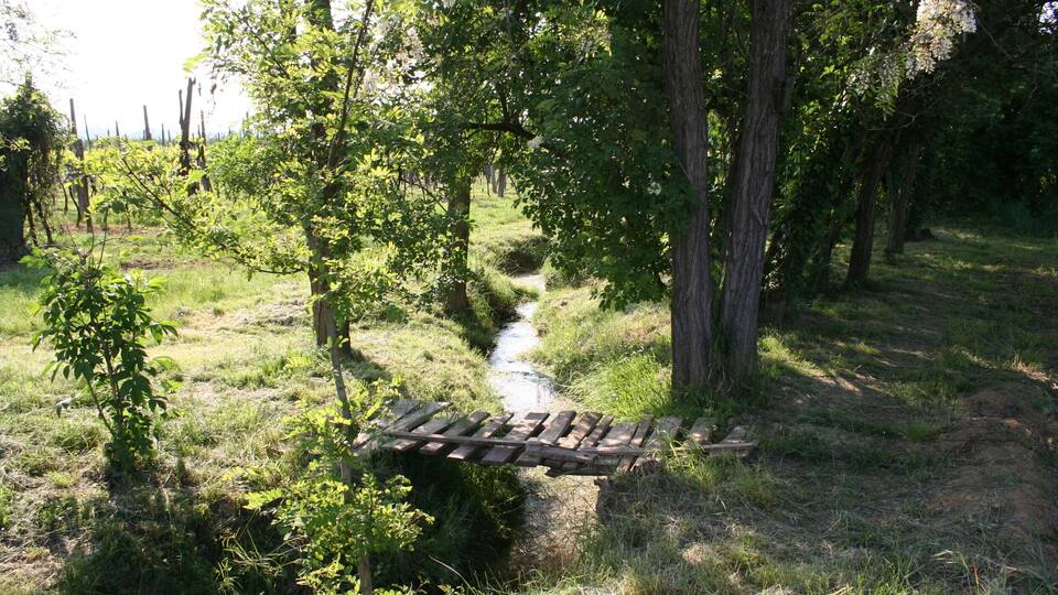 A wooden bridge over a narrow stream in a forested area with trees and grass.