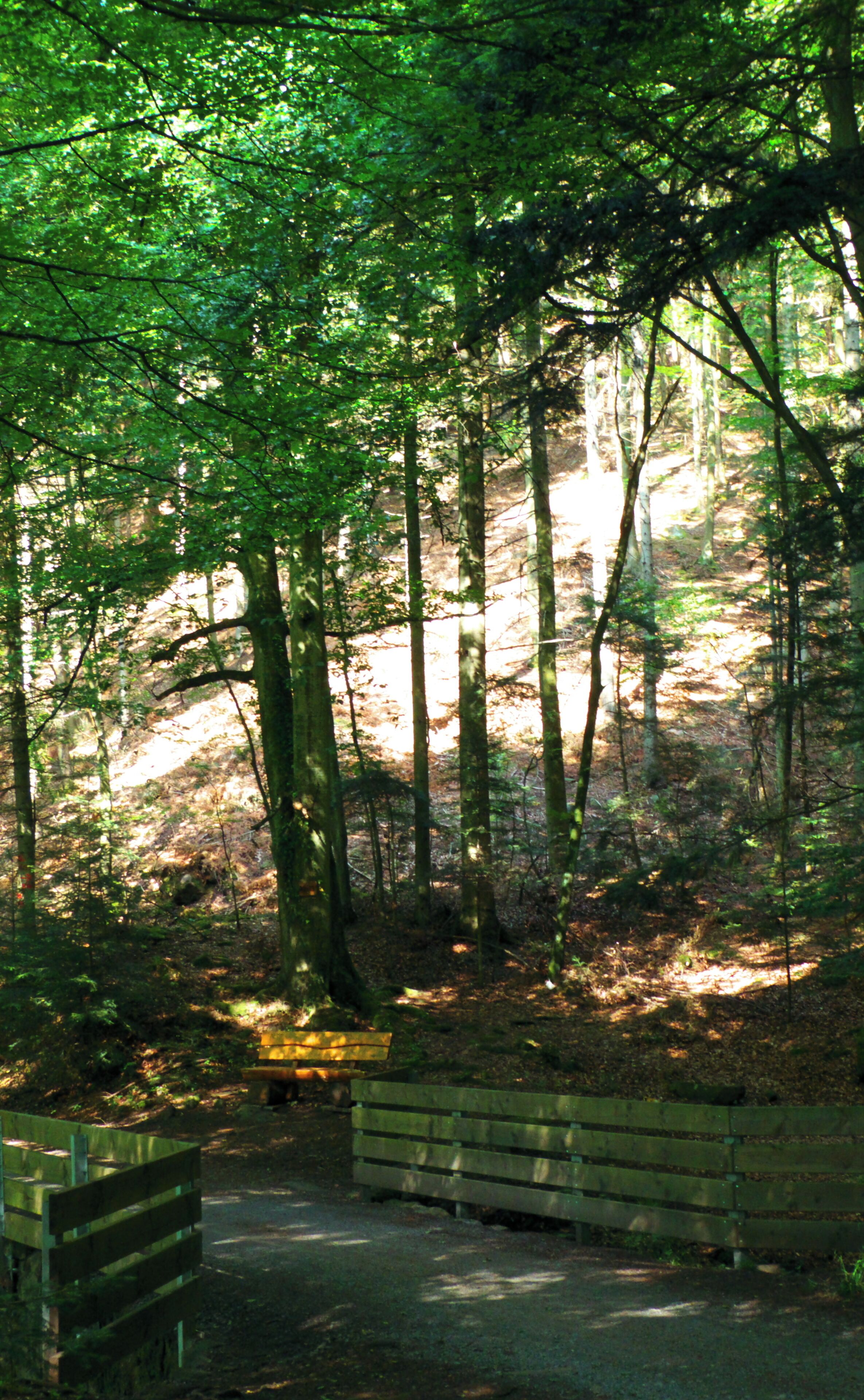 Bench In The Black Forest