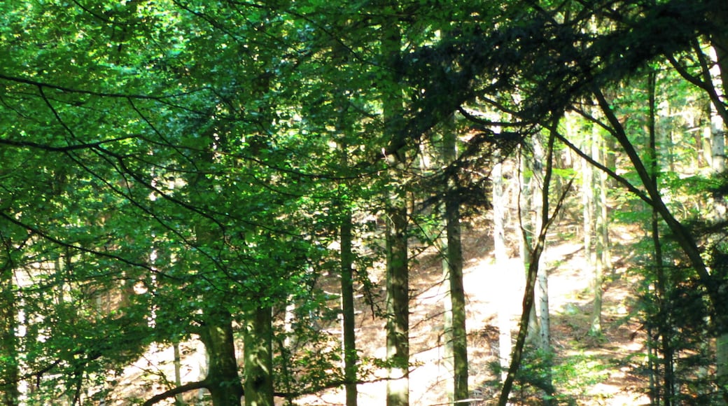 Bench In The Black Forest