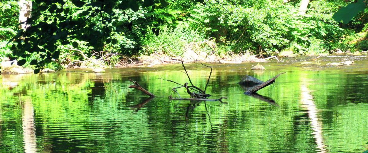 A river with reflections of trees and branches.