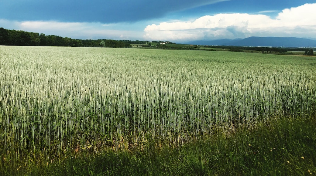 Geneva is ideally situated to explore the surrounding lake and countryside areas. There are countless smaller towns and villages within easy reach of the city just waiting to be discovered by adventurous day trippers #LifeAtExpedia