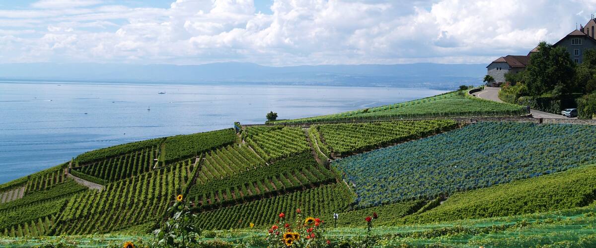 A vineyard by a lake with a house in the background.