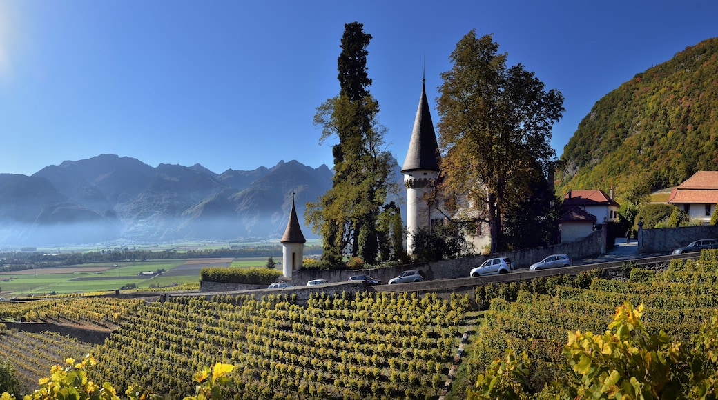 A vineyard with rows of grapevines, a church with two towers, and a mountain range in the background.