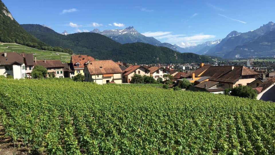 A vineyard with rows of grapevines, a village with traditional houses, and a mountain range in the background.