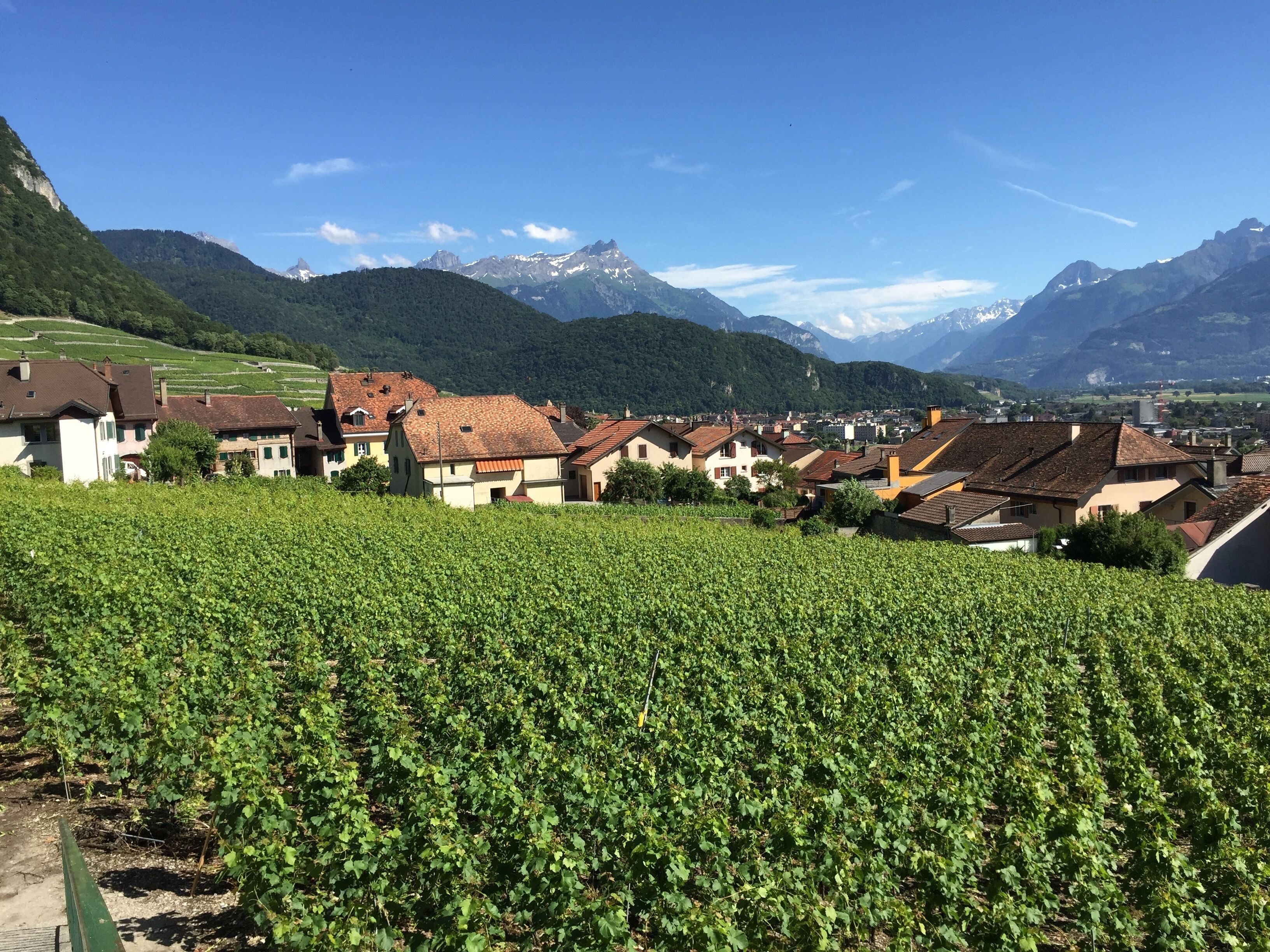 A vineyard with rows of grapevines, a village with traditional houses, and a mountain range in the background.