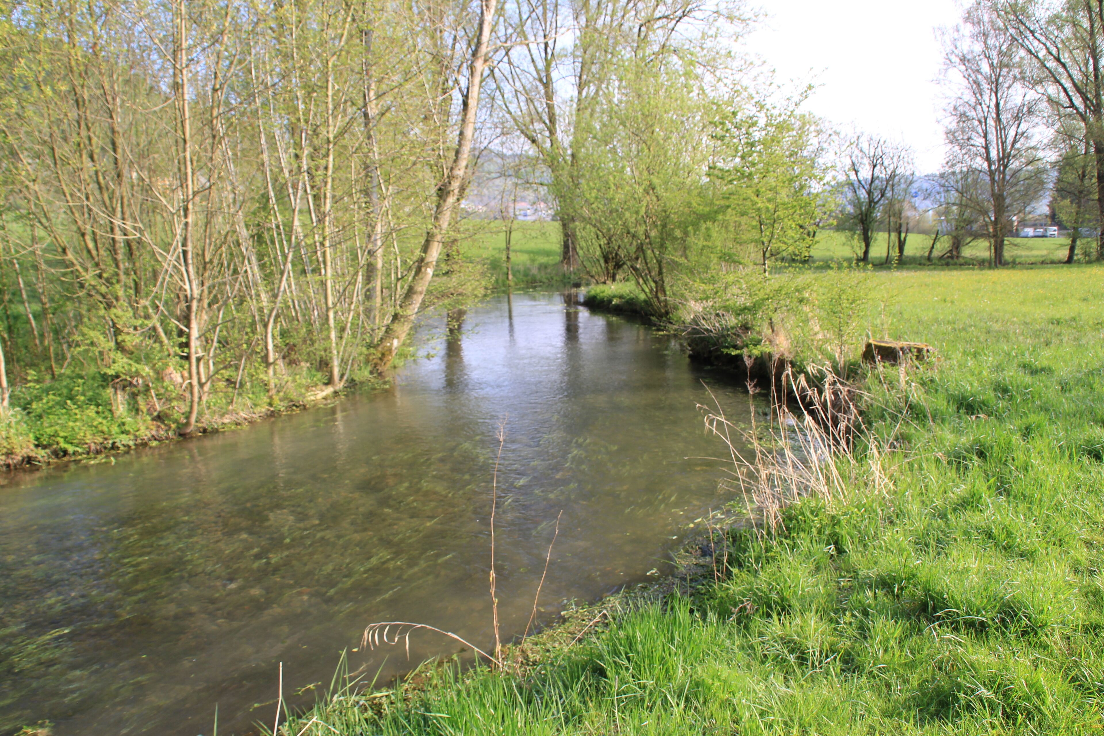 Der Schwarze Kocher kurz nach seinem Ursprung
