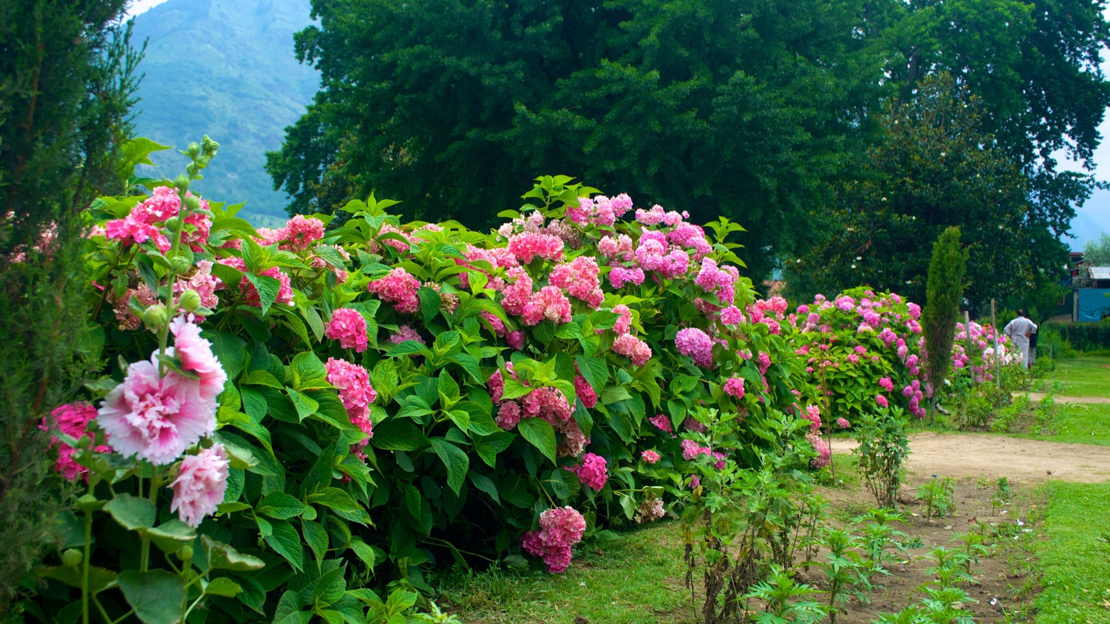Shalimar Bagh, Srinagar, Indien og byder på blomster