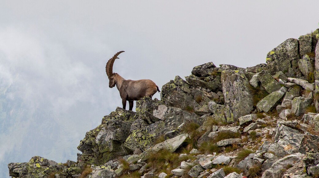 capricorn in the austrian alps, mountain boesenstein, styria, austria