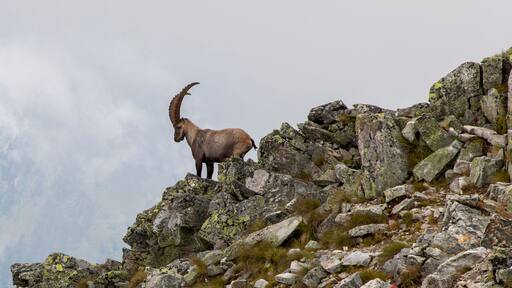 capricorn in the austrian alps, mountain boesenstein, styria, austria