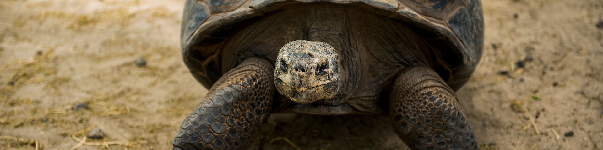 Close-up portrait of a Marginated tortoise (Testudo marginata) in a zoo; Brownsville, Texas, United States of America