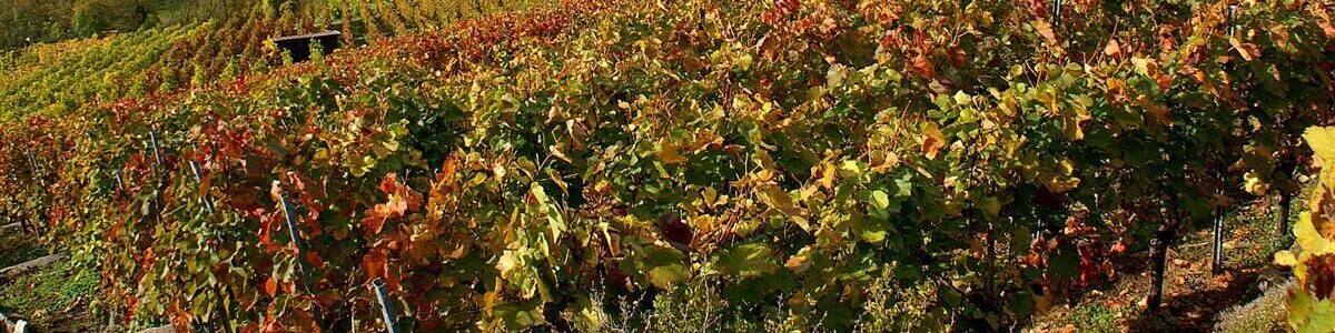 Un vignoble aux rangées de vignes aux couleurs automnales, une ville en arrière-plan et des collines ondoyantes.