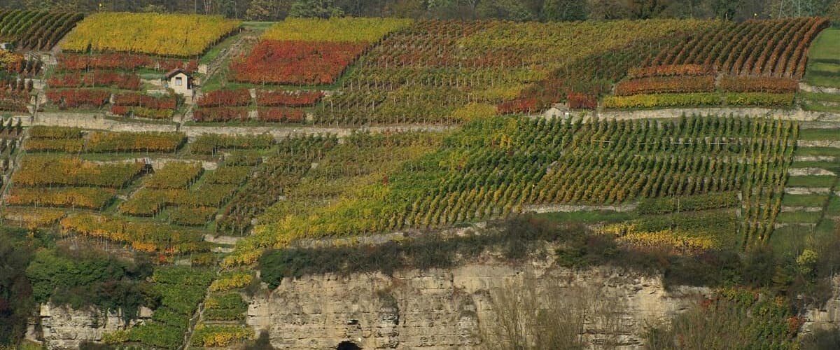 Weinberge im Herbstlaub - Muschelkalkfelsen