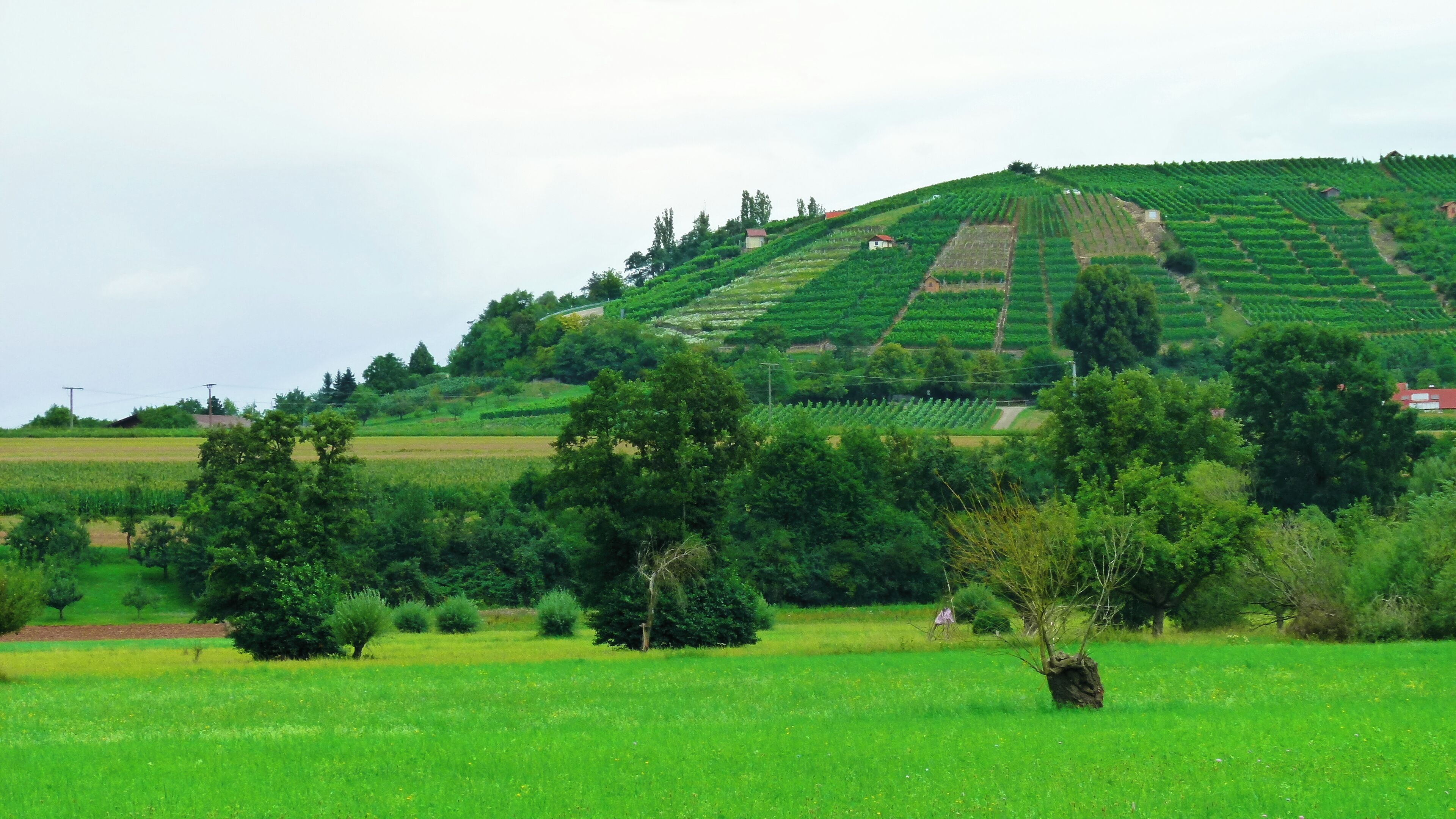 Vineyard From Other View