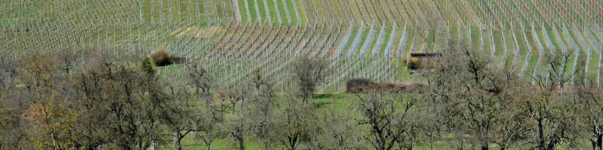Blick zum Eselsburgturm