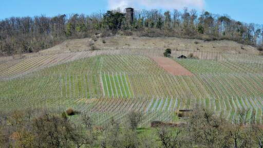 Blick zum Eselsburgturm