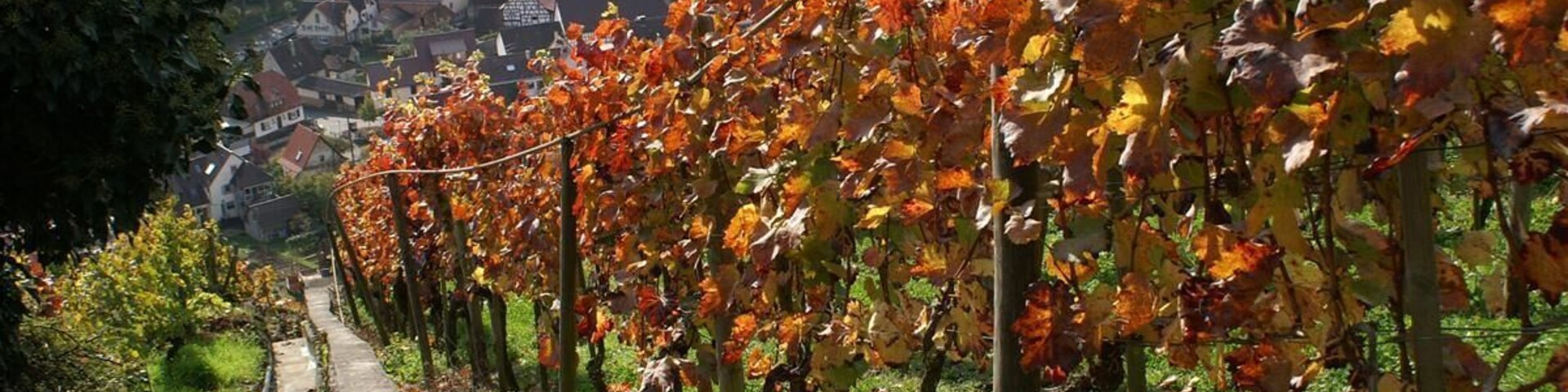 Viñedo con hileras de vides y un sendero de piedra.