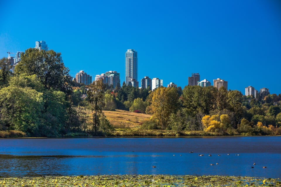 A lake with ducks, surrounded by trees and a city skyline in the background.