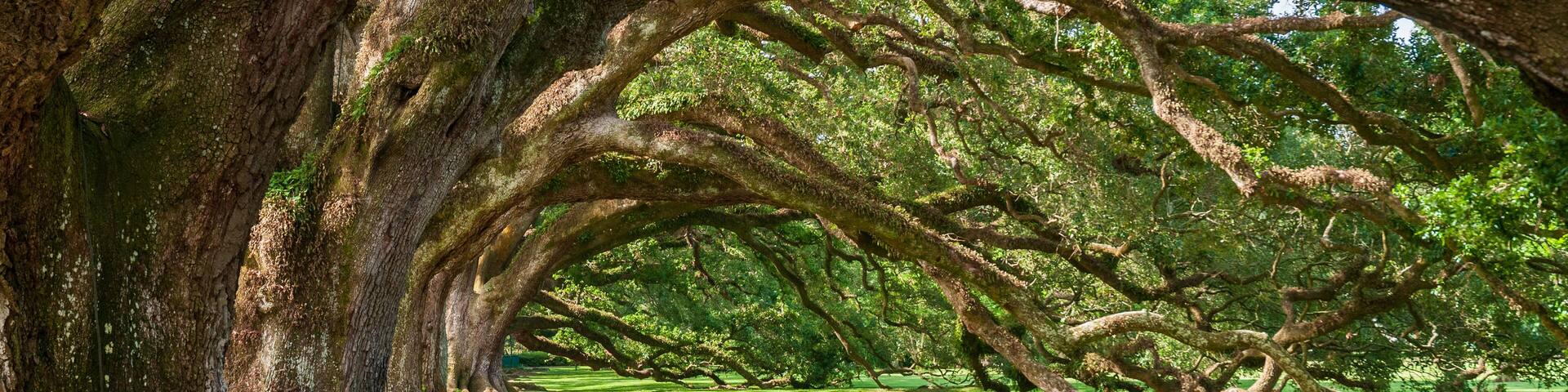 The Oak Alley Plantation in Vacherie, Louisiana