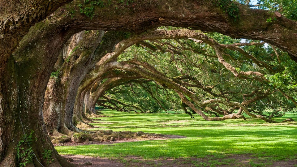 A large tree with a thick trunk and extensive branches forming a natural canopy over a grassy field.