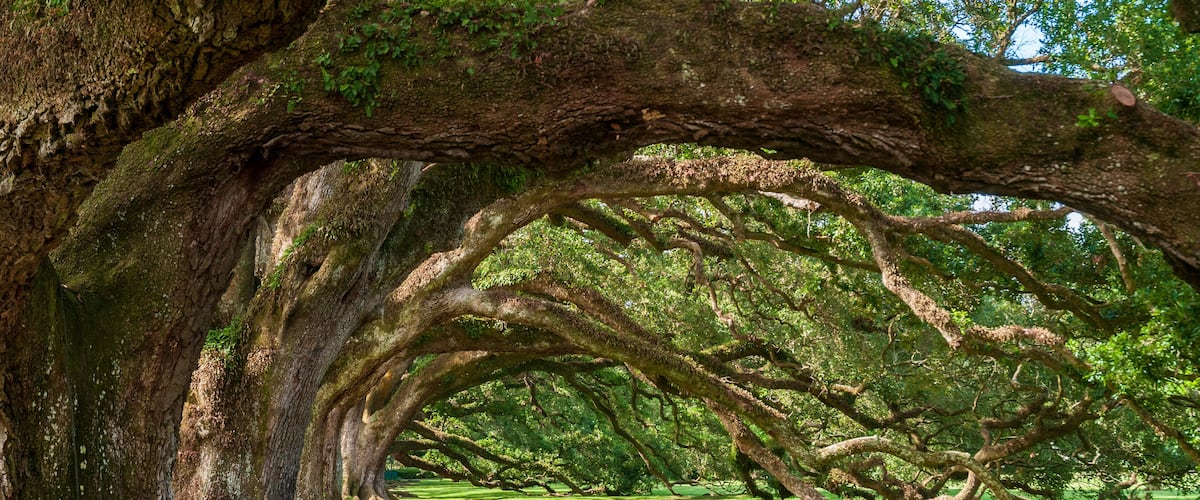 A large tree with a thick trunk and extensive branches forming a natural canopy over a grassy field.