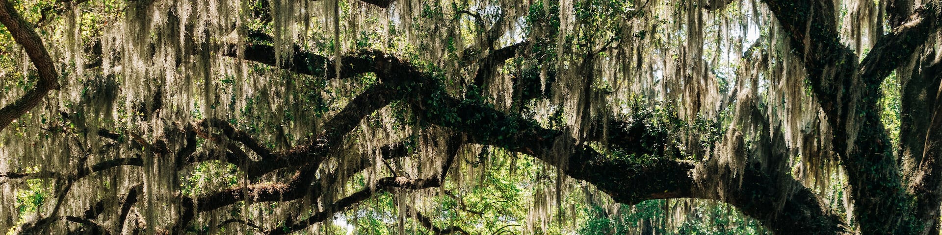Giant oak trees with Spanish moss in City Park, New Orleans