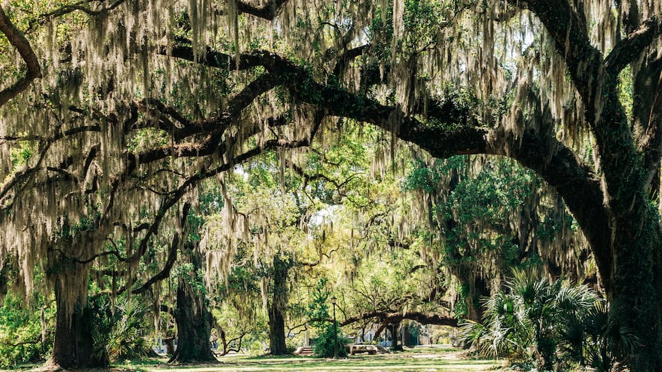 A park with large trees covered in Spanish moss and a pathway.