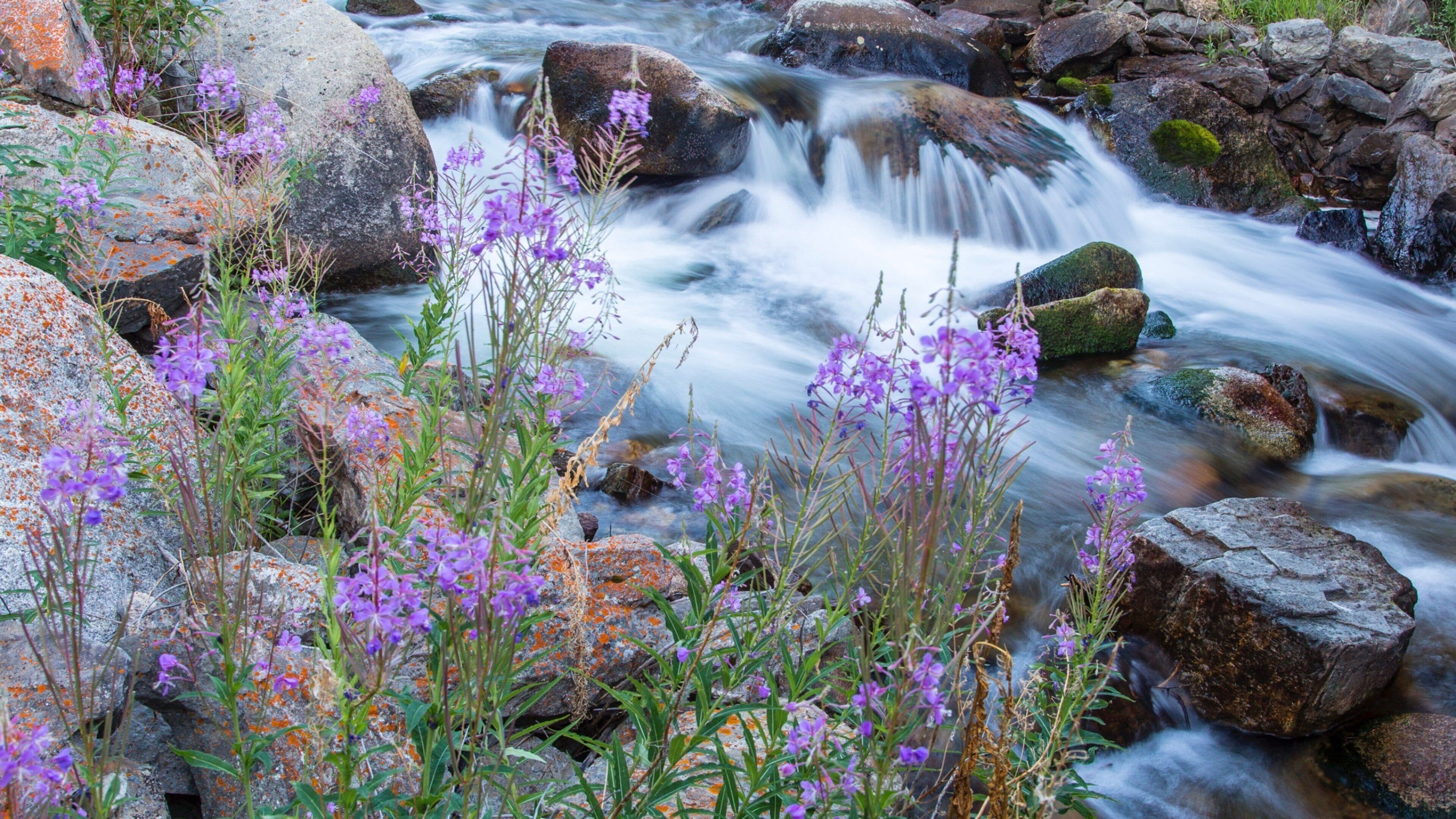 Philipsburg showing a river or creek and wildflowers