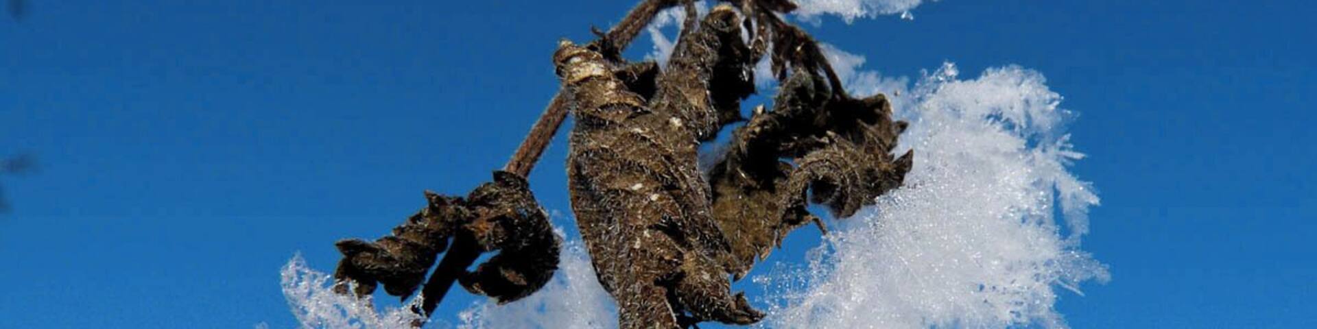 Snow crystals on a bush.
Seen on a hike in the winterwonderland around Wiesendangen close to Winterthur in Switzerland.
#snow