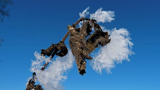 Snow crystals on a bush.
Seen on a hike in the winterwonderland around Wiesendangen close to Winterthur in Switzerland.
#snow