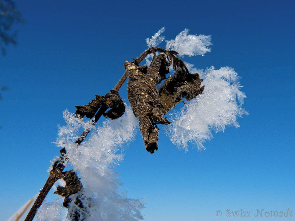 A snow-covered branch against a clear blue sky.