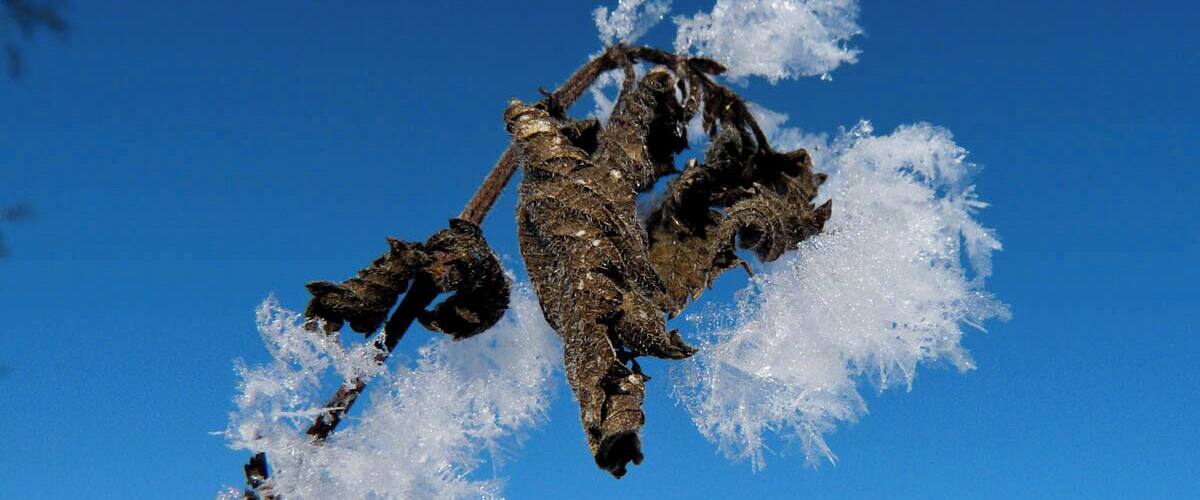 A snow-covered branch against a clear blue sky.