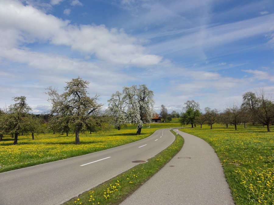 Uma estrada sinuosa atravessa um campo de flores amarelas, com árvores e uma casa ao longe.