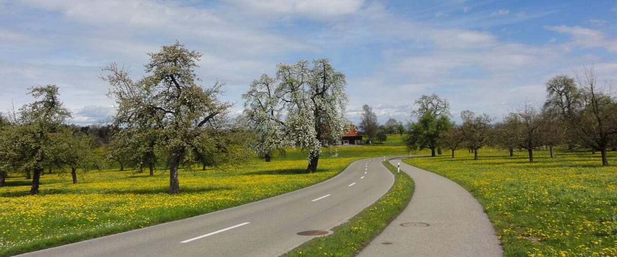 A curving road through a field of yellow flowers with trees and a house in the distance.