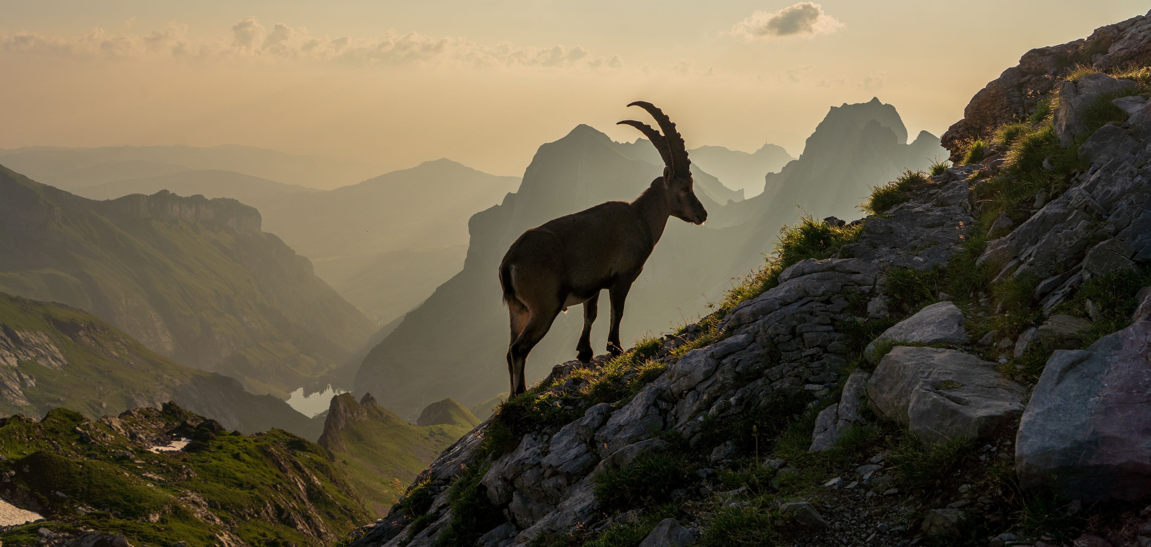 A mountain goat on a rocky outcrop with a mountainous landscape in the background.