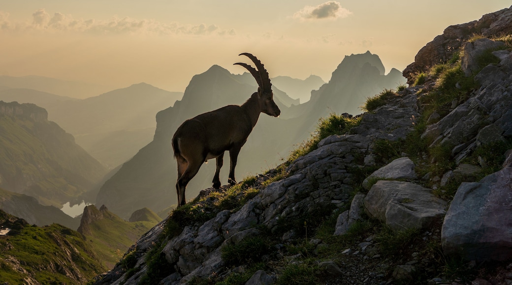 A mountain goat on a rocky outcrop with a mountainous landscape in the background.