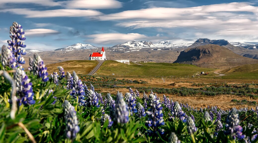 Stunning bright sunny summer landscape. Incredible Image of Iceland. Field of blooming lupine flowers and snowcapped mountains. Famous Ingjaldsholskirkja church. Hellissandur. travel of Iceland