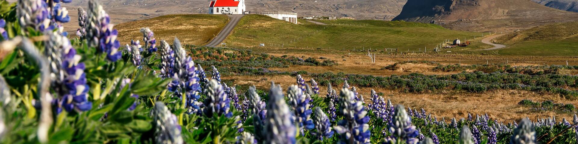 Stunning bright sunny summer landscape. Incredible Image of Iceland. Field of blooming lupine flowers and snowcapped mountains. Famous Ingjaldsholskirkja church. Hellissandur. travel of Iceland