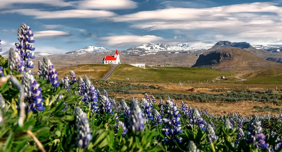 Stunning bright sunny summer landscape. Incredible Image of Iceland. Field of blooming lupine flowers and snowcapped  mountains. Famous Ingjaldsholskirkja church. Hellissandur.  travel of Iceland