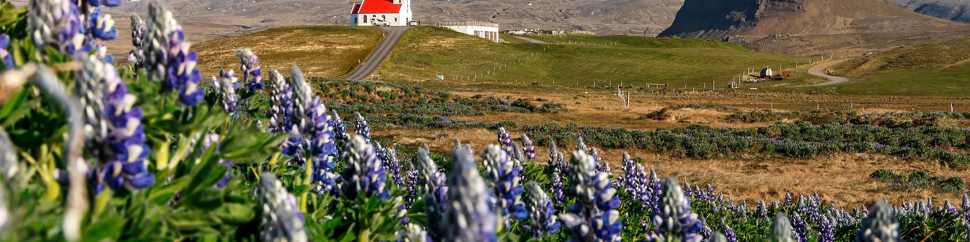 Stunning bright sunny summer landscape. Incredible Image of Iceland. Field of blooming lupine flowers and snowcapped mountains. Famous Ingjaldsholskirkja church. Hellissandur. travel of Iceland