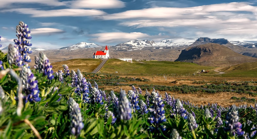 Stunning bright sunny summer landscape. Incredible Image of Iceland. Field of blooming lupine flowers and snowcapped mountains. Famous Ingjaldsholskirkja church. Hellissandur. travel of Iceland